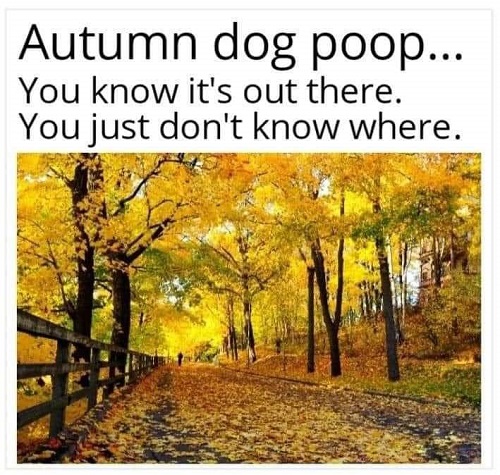 autumn dog poop.jpg